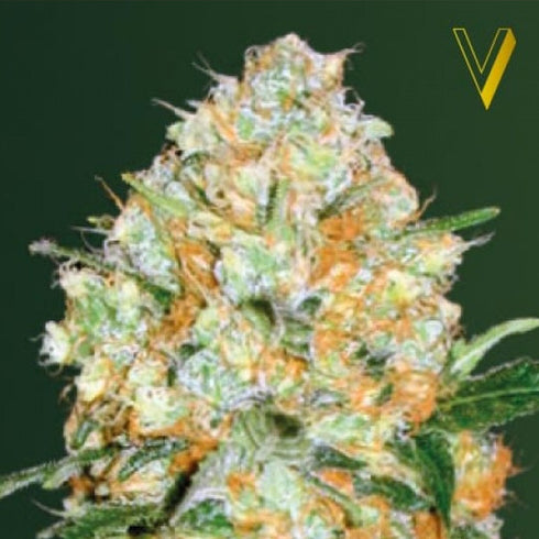 Victory Seeds - Bubblegum + PRO Auto